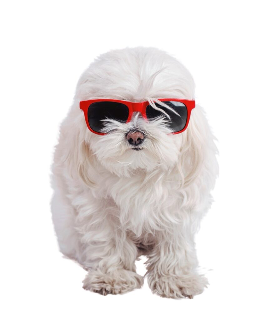 White dog with shades