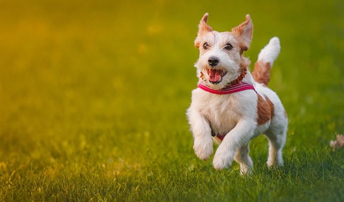 animales-corre-hierba-perro-wallpaper-preview