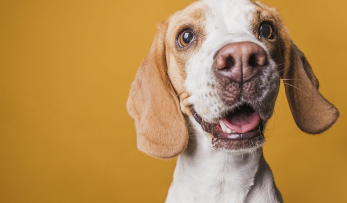 imagen-mascota-leal-1