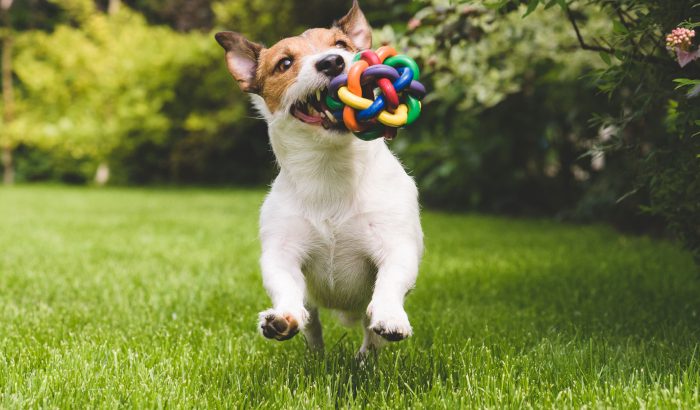 perro-juega-en-parque