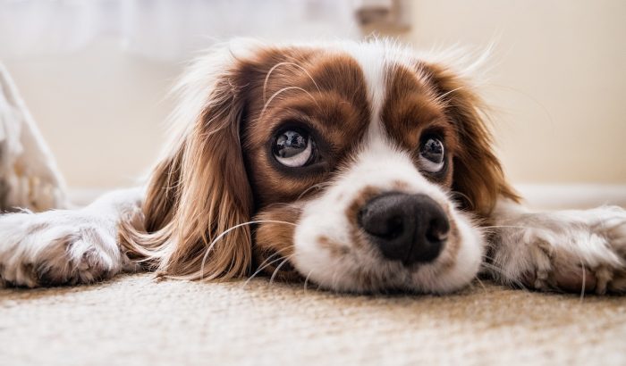 puppy-2785074_1280
