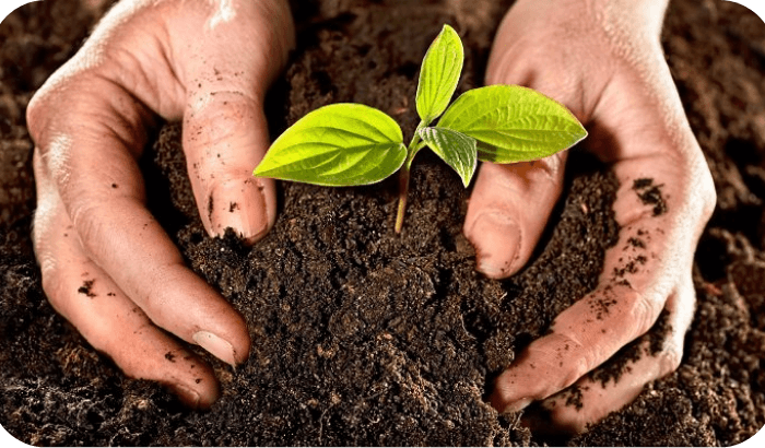 slide-mascota.leal